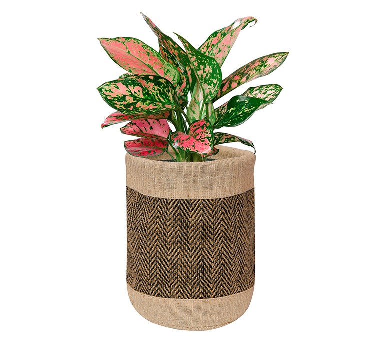 Plant Holder Bags